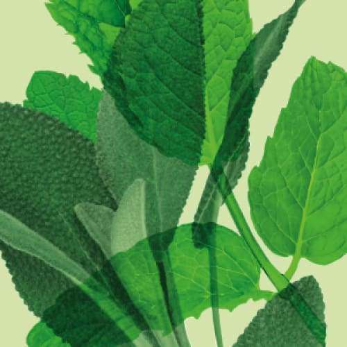 Ecodenta Brilliant Whitening Valkaiseva Fluorihammastahna - Image 6