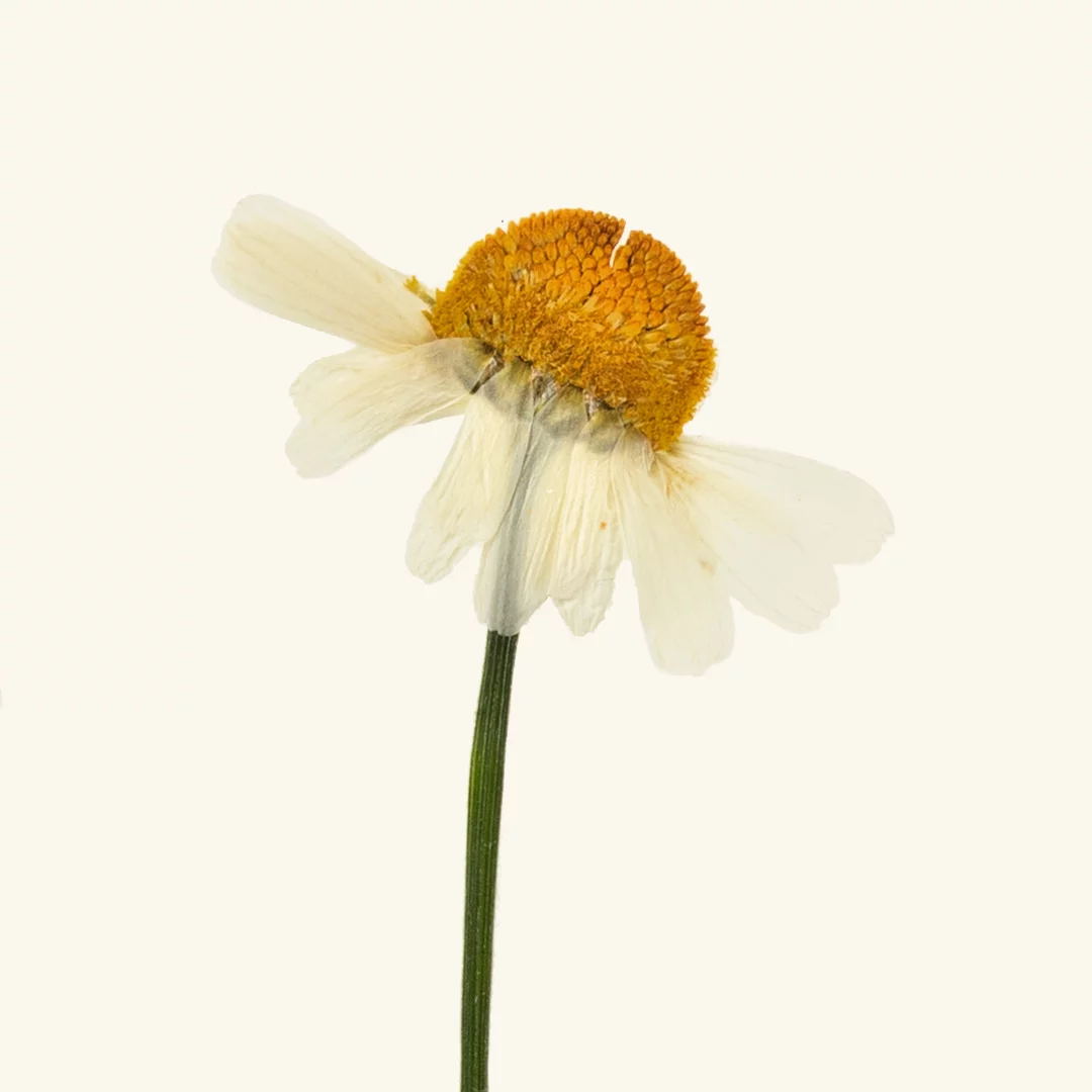 Frantsila Kamomillauute - Image 3