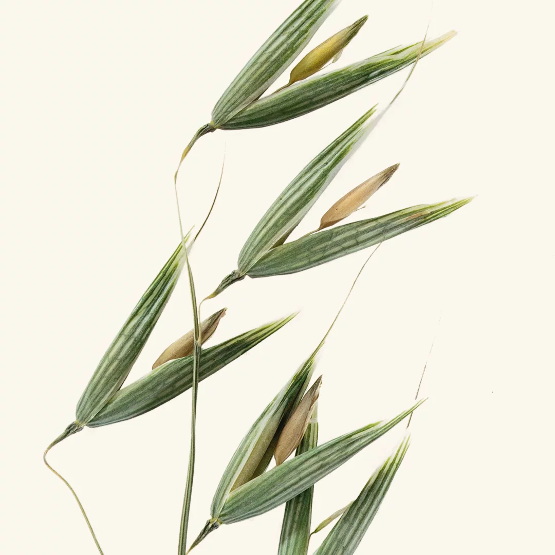 Frantsila Kauranversouute - Image 3