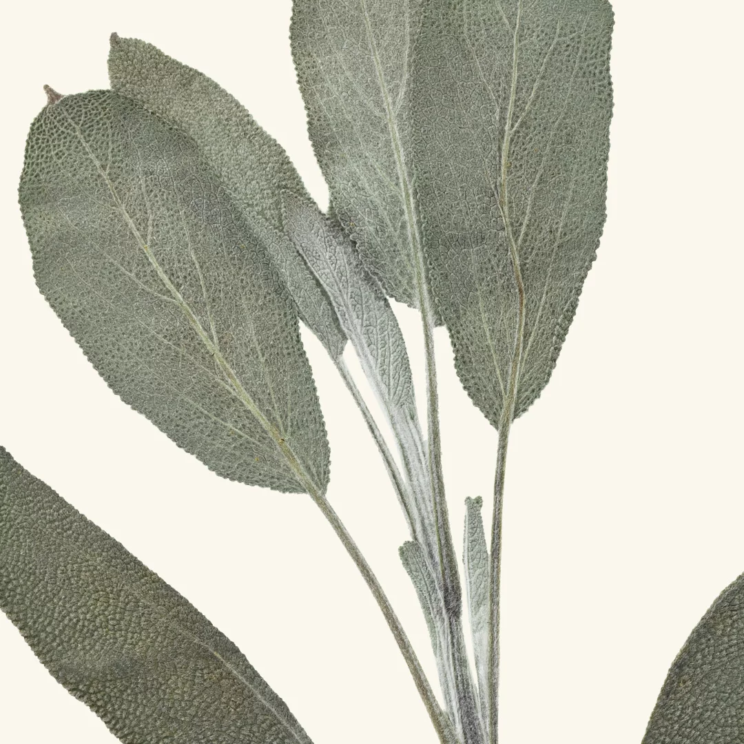 Frantsila Salviauute - Image 3