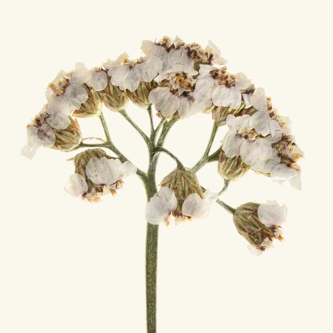 Frantsila Siankärsämöuute - Image 3