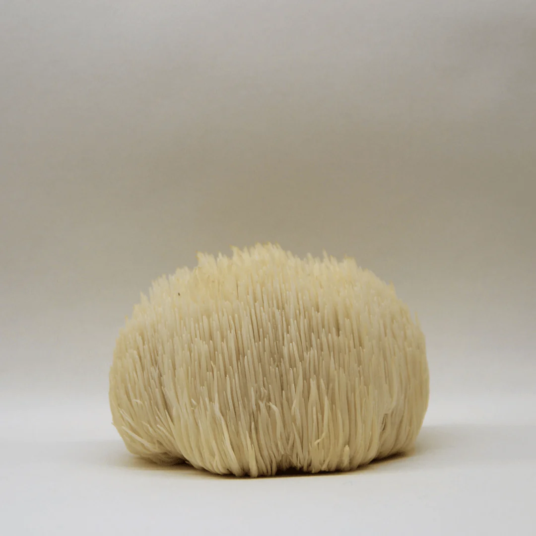 KÄÄPÄ Mushrooms Luomu Lion's Mane sieniuute - Image 3