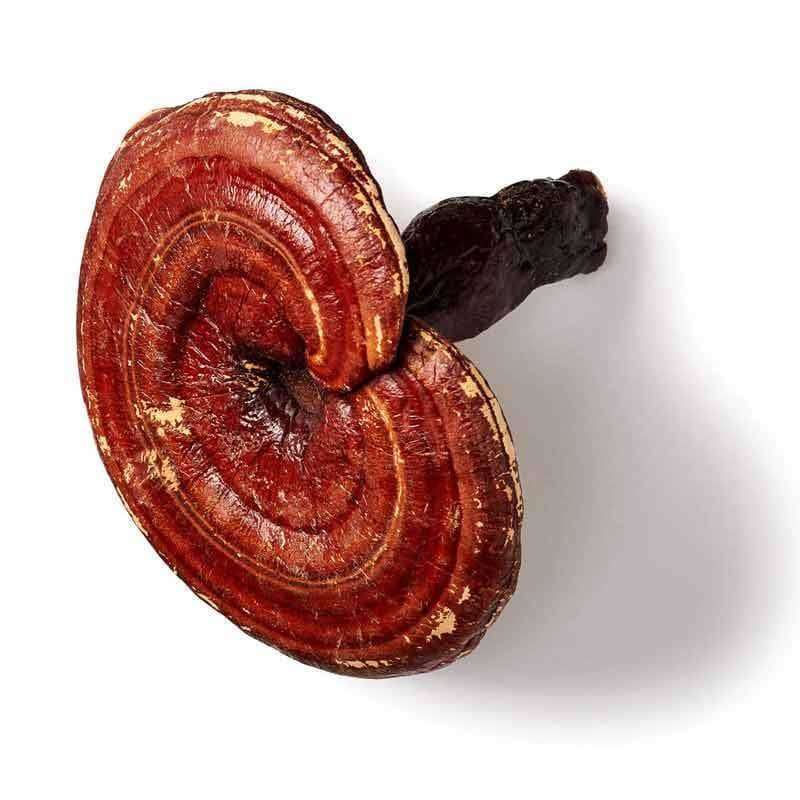 Mushrooms For Life Luomu Reishi - Image 2