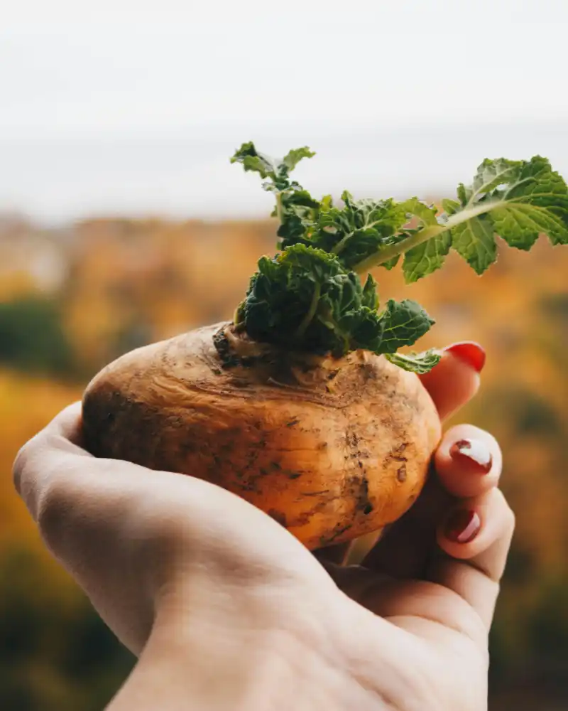 Natura Media Maca - Image 2