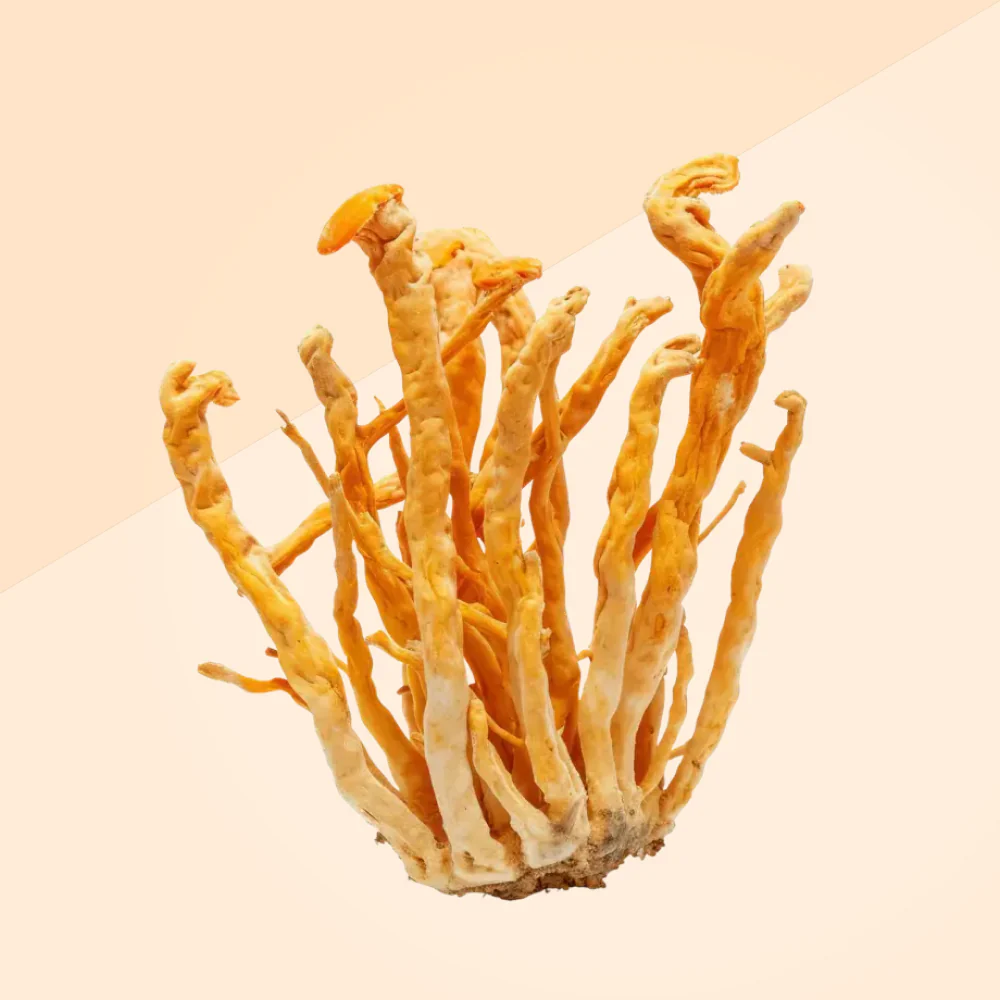 Shroomwell Cordyceps uute - Image 4