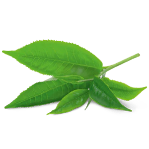 YogiTea Luomu Green Energy tee - Image 4