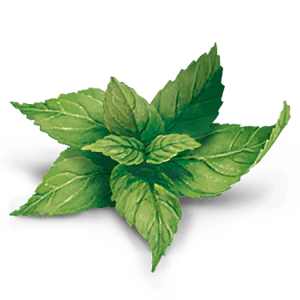 YogiTea Luomu Inkivääri-Sitruunatee - Image 4